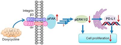 Role of Integrin αvβ3 in Doxycycline-Induced Anti-Proliferation in Breast Cancer Cells